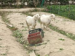 -小鱼草莓采摘园农家乐·小鱼餐厅