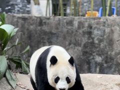 -都江堰中华大熊猫苑