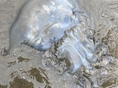 -那琴半岛地质海洋公园