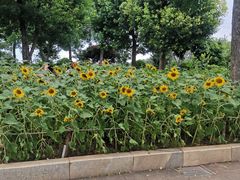 -仙岳公园