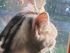 -猫猫幼稚园·撸猫·桌游·电玩