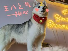 -Husky Go! 哈士奇体验馆·宠物咖啡厅狗咖