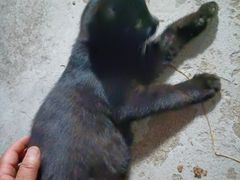 -宠福鑫康馨动物医院·骨科·眼科