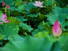 -莲花池公园