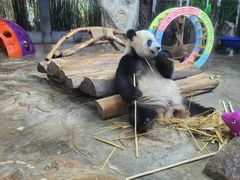 -海南热带野生动植物园