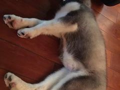 -暖阳宠物医院·犬猫康复中心·骨科