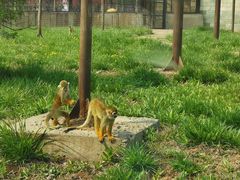 -石家庄市动物园