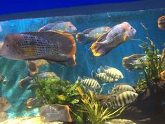 -沙沙哗啦海洋馆(华宇百花谷店)