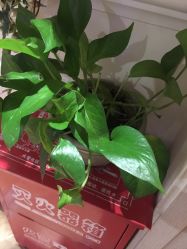 点击看大图 -芳朵美容养生SPA