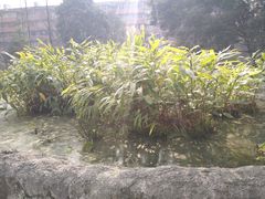 -成都市活水公园
