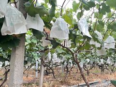 -马陆小张葡萄园农家乐