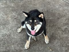 -柴犬高等学院·狗咖·柴犬售卖·宠物训练