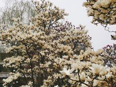 -古塔公园
