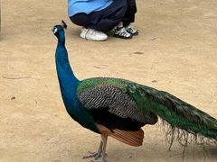 -杭州野生动物世界