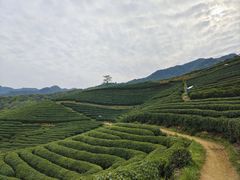 -龙坞茶村