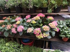 -平吉花卉市场