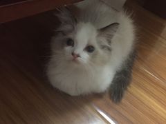 -Bastet sally猫舍购宠(静安店)