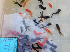 -清平路水族市场