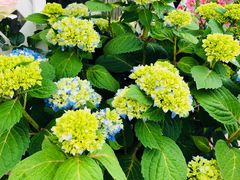-长廊好灶头 本地人农家菜(枫泾古镇店)