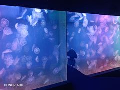 -左海海底世界