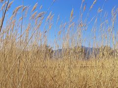 -野鸭湖国家湿地公园