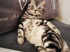 -FAELING PETS美天灵宠物(富力广场店)