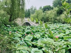 -扬州市茱萸湾风景区