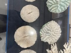 -上海海洋大学鱼文化博物馆(军工路校区)