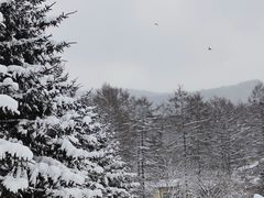 -横道河子东北虎林园