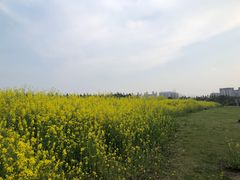 -瑶湖郊野森林公园