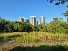-福田红树林生态公园