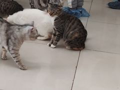 -平行世界·猫咖(首经贸店)