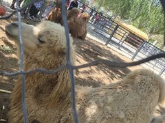 -长白岛森林公园