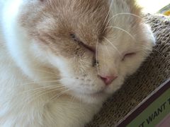 -猫在这儿猫咪咖啡馆·撸猫馆