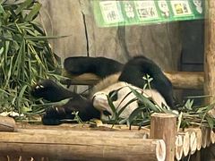 -深圳野生动物园
