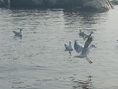 -老虎石海上公园