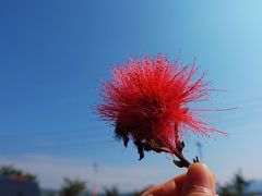 -曼阁市场水果批发市场