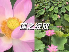 -莲花池公园