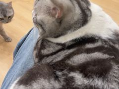 -有喵·猫咖·狗咖·30几只猫10只小狗(岗厦店)