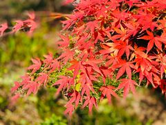 -花开海上生态园