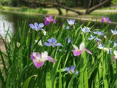 -上海共青森林公园