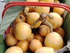 -塘栖枇杷特色园区