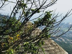 -三亚亚龙湾人间天堂鸟巢度假村