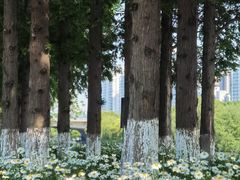 -昆山城市生态森林公园