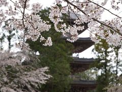 -醍醐寺
