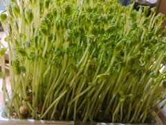 活豆苗-湊湊火锅·茶憩(上海合生汇店)