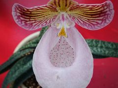 -上海鲜花港