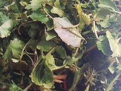 时令野菜-归园田居农家院