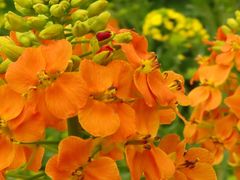 -中国天府农业博览园