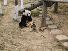 -西霞口神雕山野生动物世界